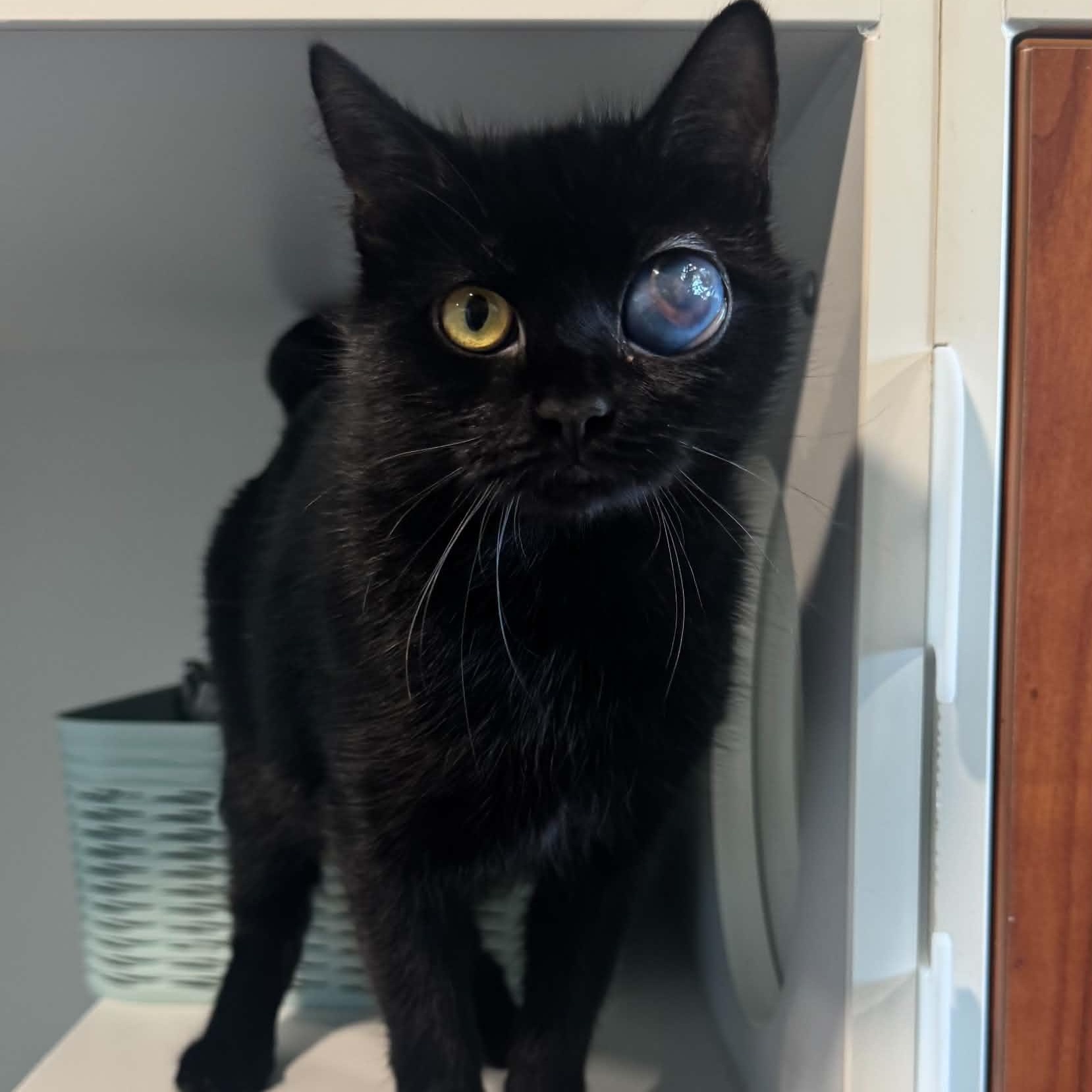 Lady, Adoptable, Young Female American Shorthair.