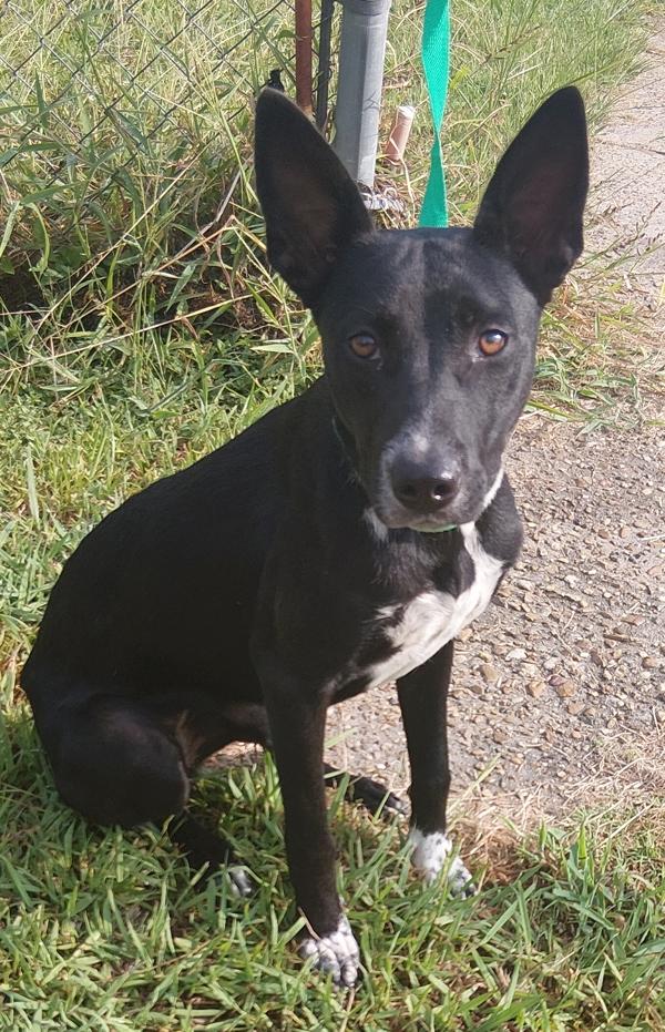 Cleo, Adoptable, Young Female Terrier.