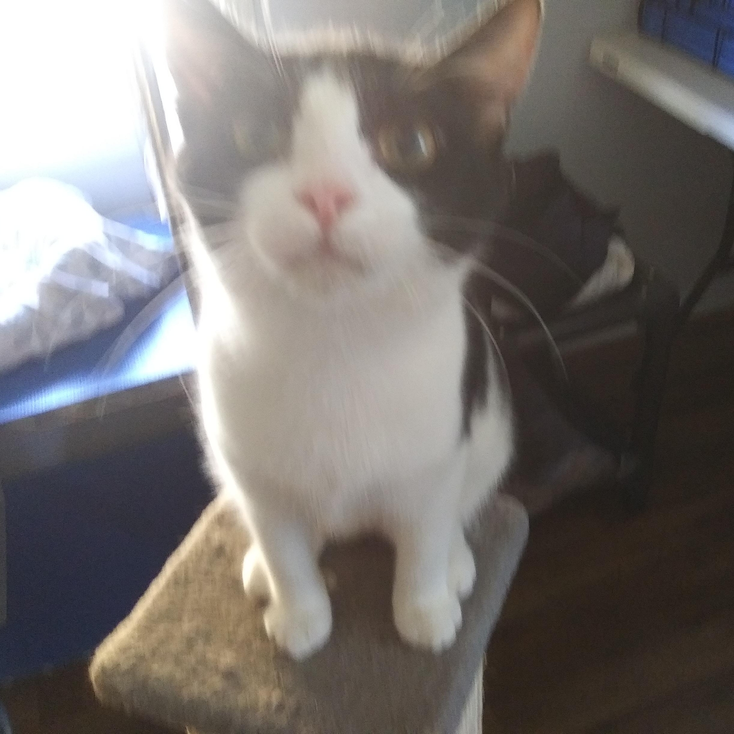 Tonya (At PetSmart HHI), Adoptable, Young Female Domestic Short Hair.