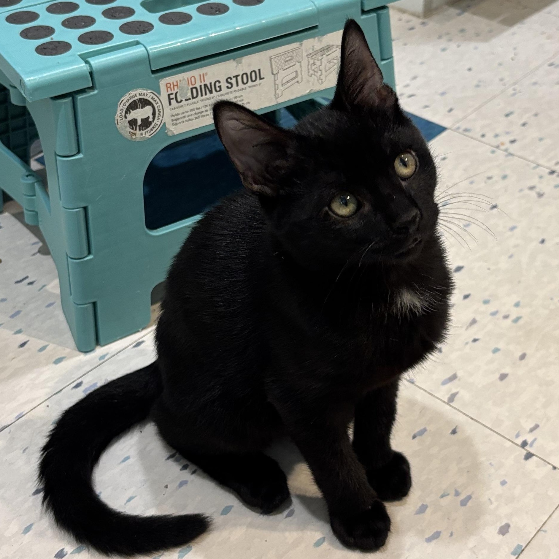 Christina & Zac, Baby Male Domestic Short Hair