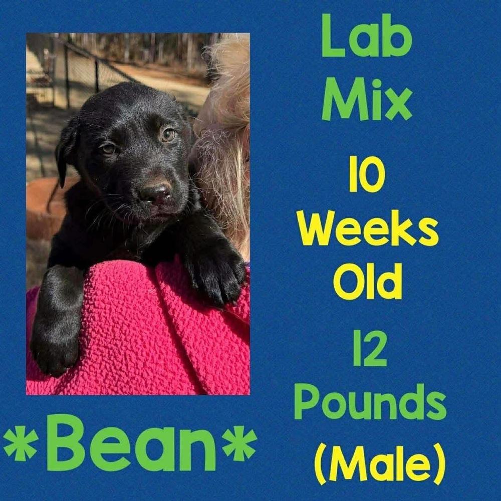 Enlarge Bean, a Adopted mixed breed in Amherst, NY image 1/1