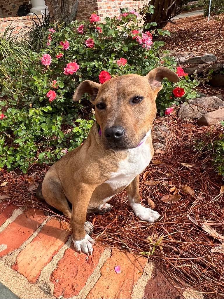 Enlarge Callie, an adopted mixed breed in East Taunton, MA image 1/3