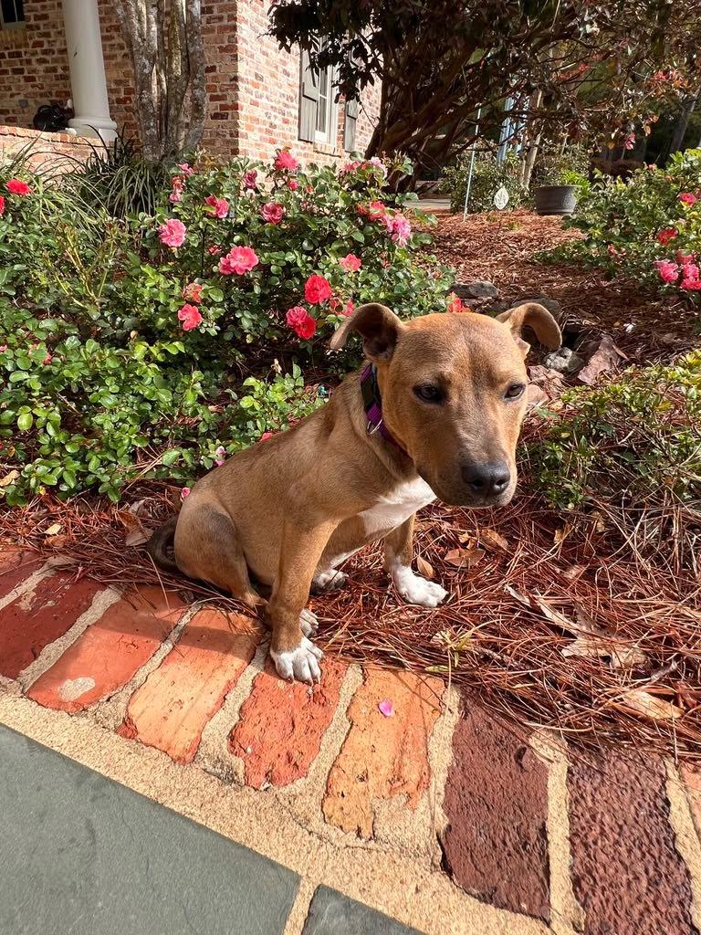 Enlarge Callie, an adopted mixed breed in East Taunton, MA image 2/3