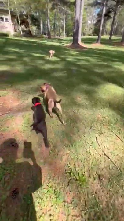 Enlarge Callie, an adopted mixed breed in East Taunton, MA video 3/3
