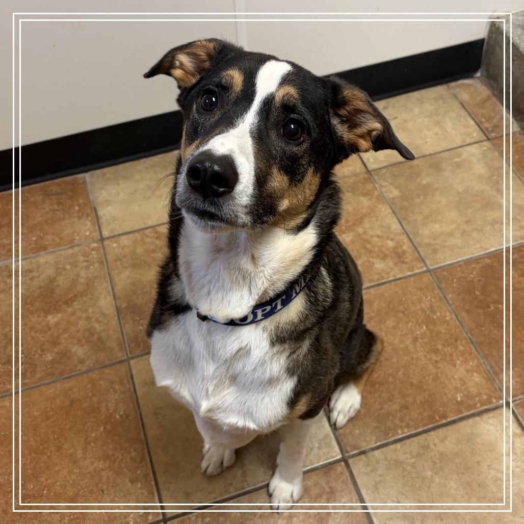 Enlarge FWT Dylan, a Adoptable mixed breed in Midland, TX image 1/1