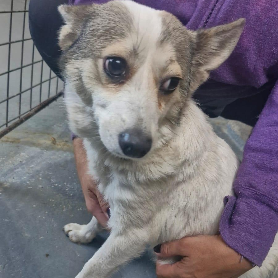 Enlarge Sweet JOSIE, a Adopted mixed breed in Pierrefonds, QC image 4/5