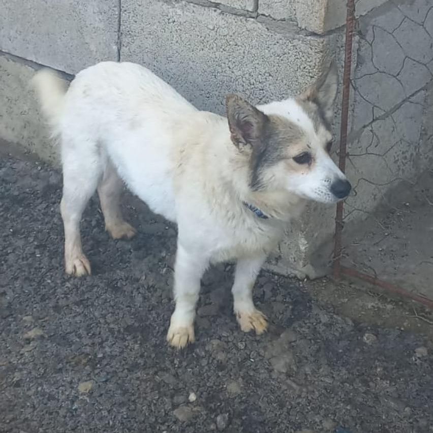 Enlarge Sweet JOSIE, a Adopted mixed breed in Pierrefonds, QC image 3/5