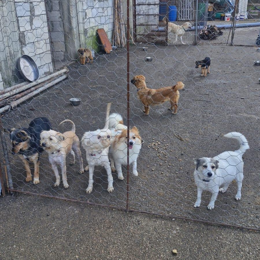 Enlarge Sweet JOSIE, a Adopted mixed breed in Pierrefonds, QC image 5/5