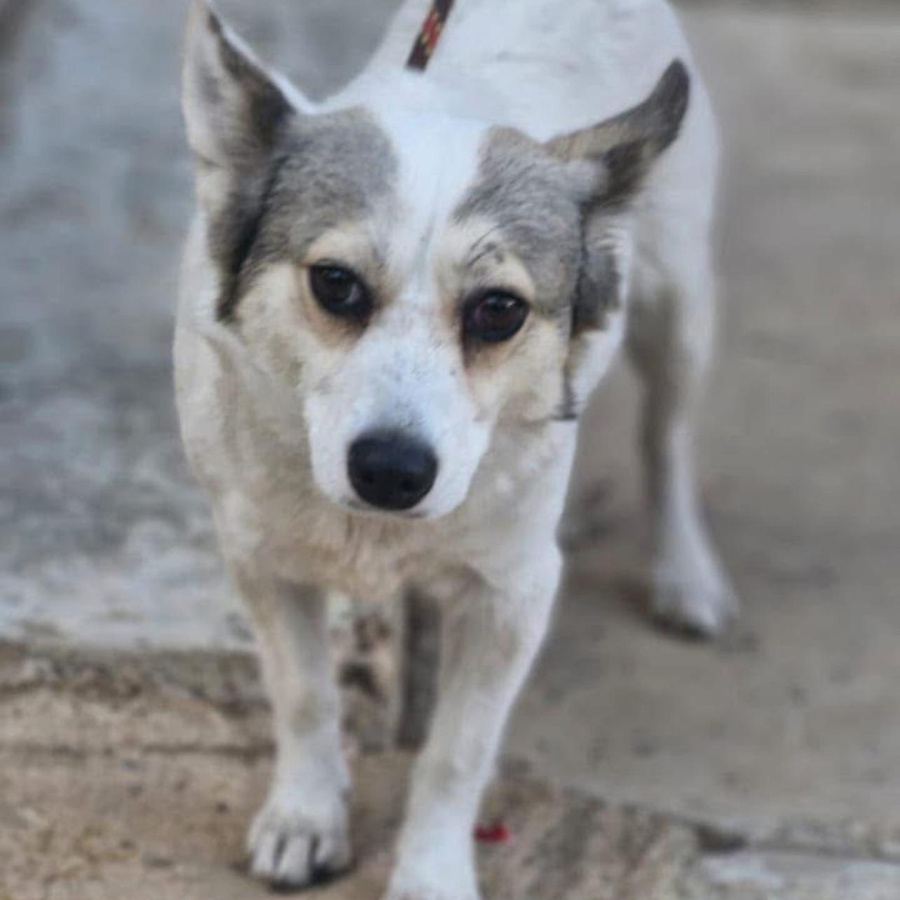 Enlarge Sweet JOSIE, a Adopted mixed breed in Pierrefonds, QC image 1/5