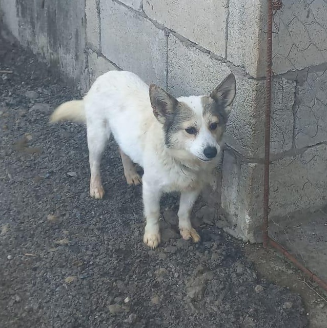 Enlarge Sweet JOSIE, a Adopted mixed breed in Pierrefonds, QC image 2/5