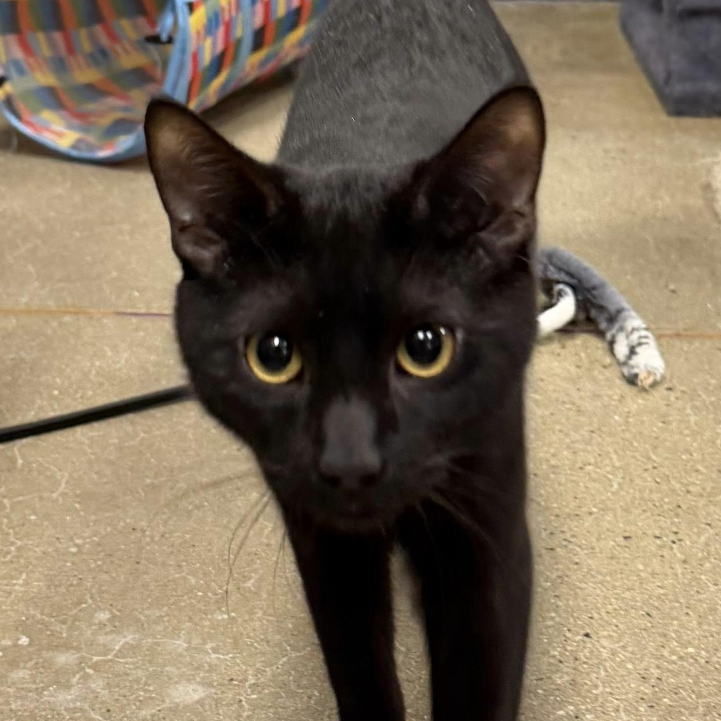 Enlarge Midnight, a ADOPTABLE Domestic Short Hair in Maple Shade, NJ image 2/2