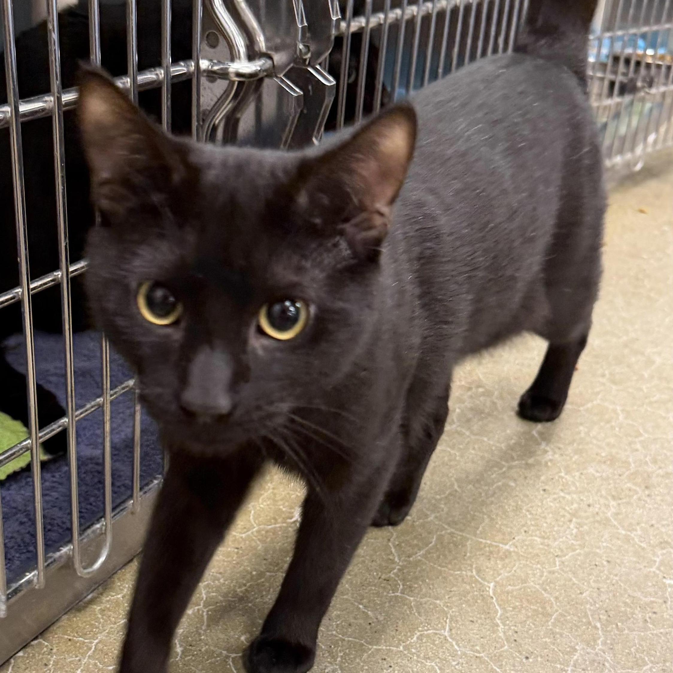 Enlarge Midnight, a ADOPTABLE Domestic Short Hair in Maple Shade, NJ image 1/2