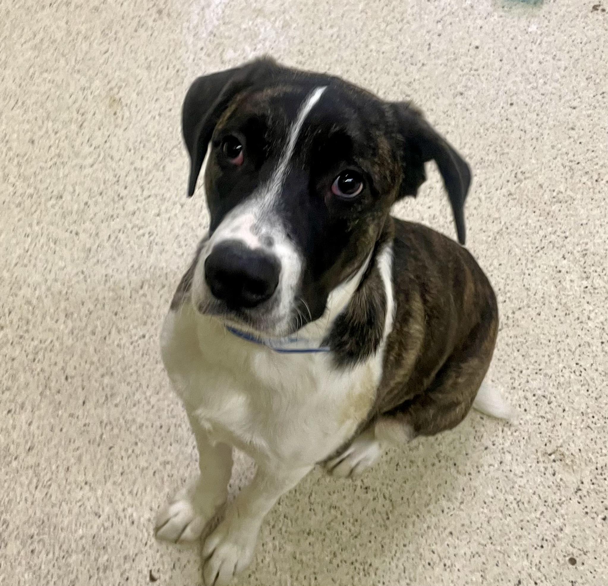 Enlarge Steven, a Adoptable mixed breed in Muncie, IN image 5/6