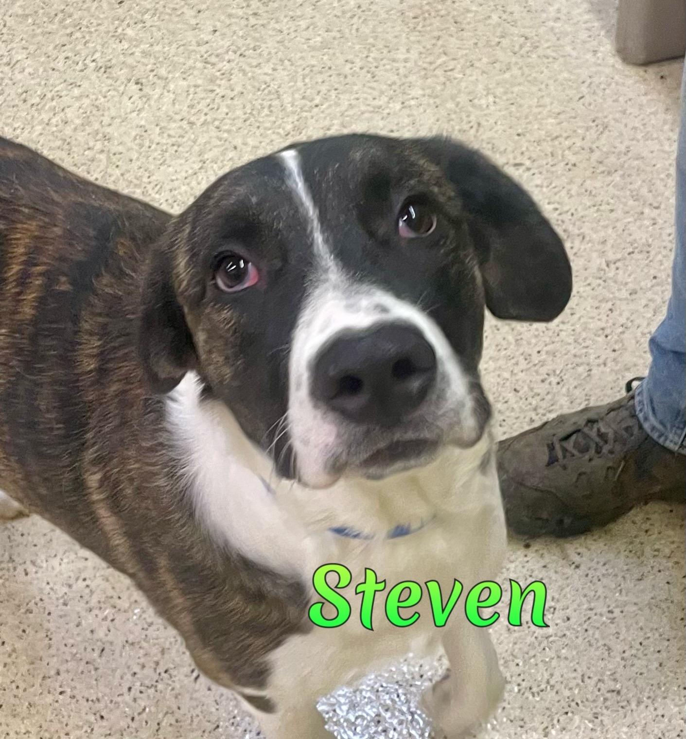 Steven, Adoptable, Young Male Hound.
