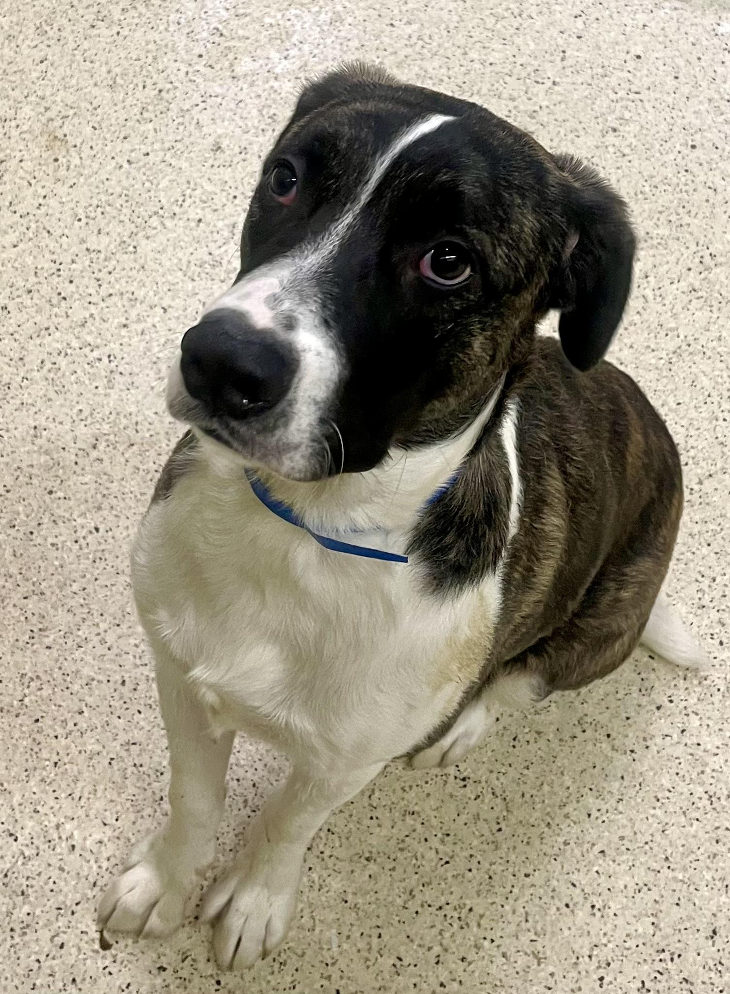 Enlarge Steven, a Adoptable mixed breed in Muncie, IN image 4/6