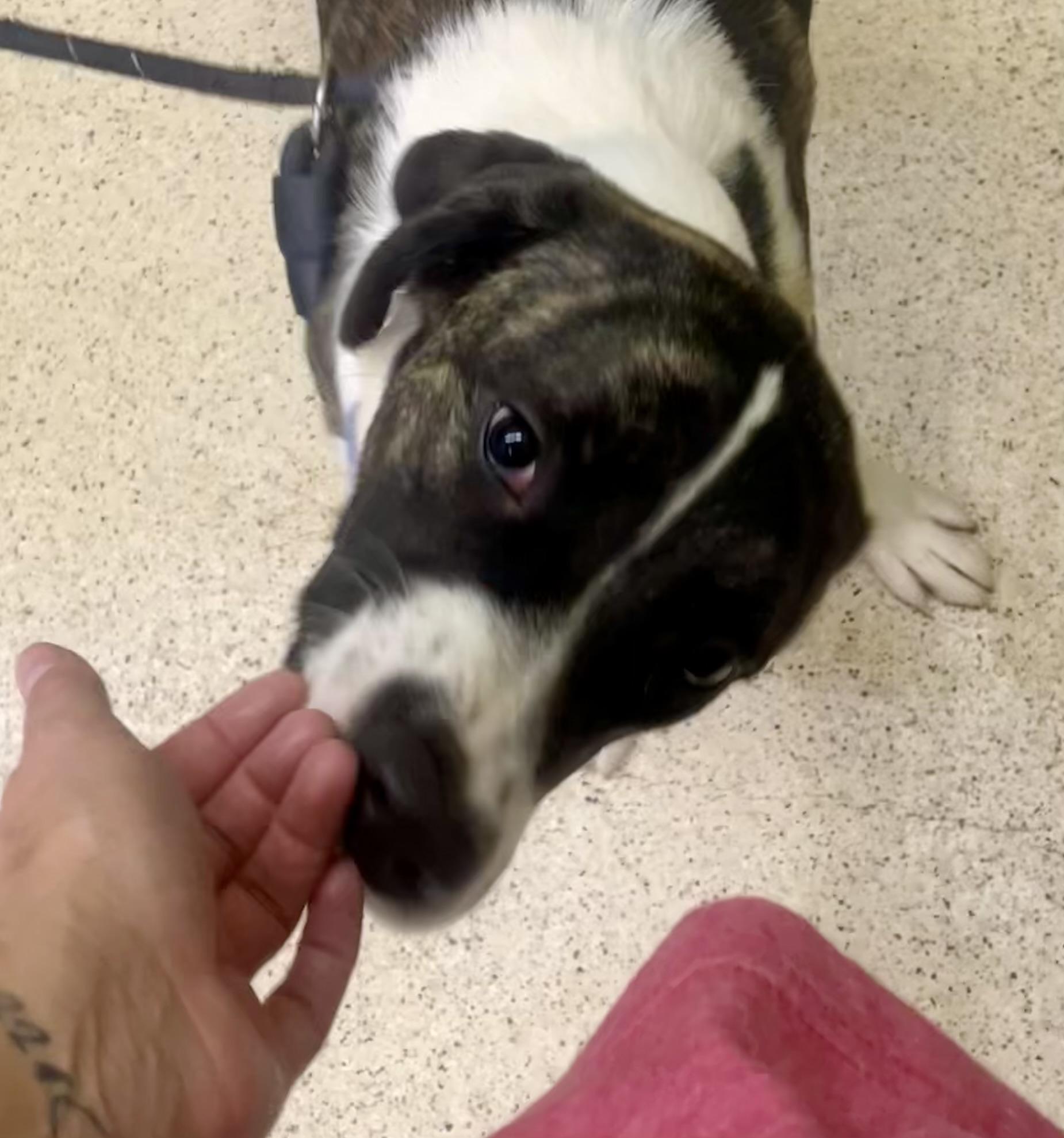 Enlarge Steven, a Adoptable mixed breed in Muncie, IN image 3/6