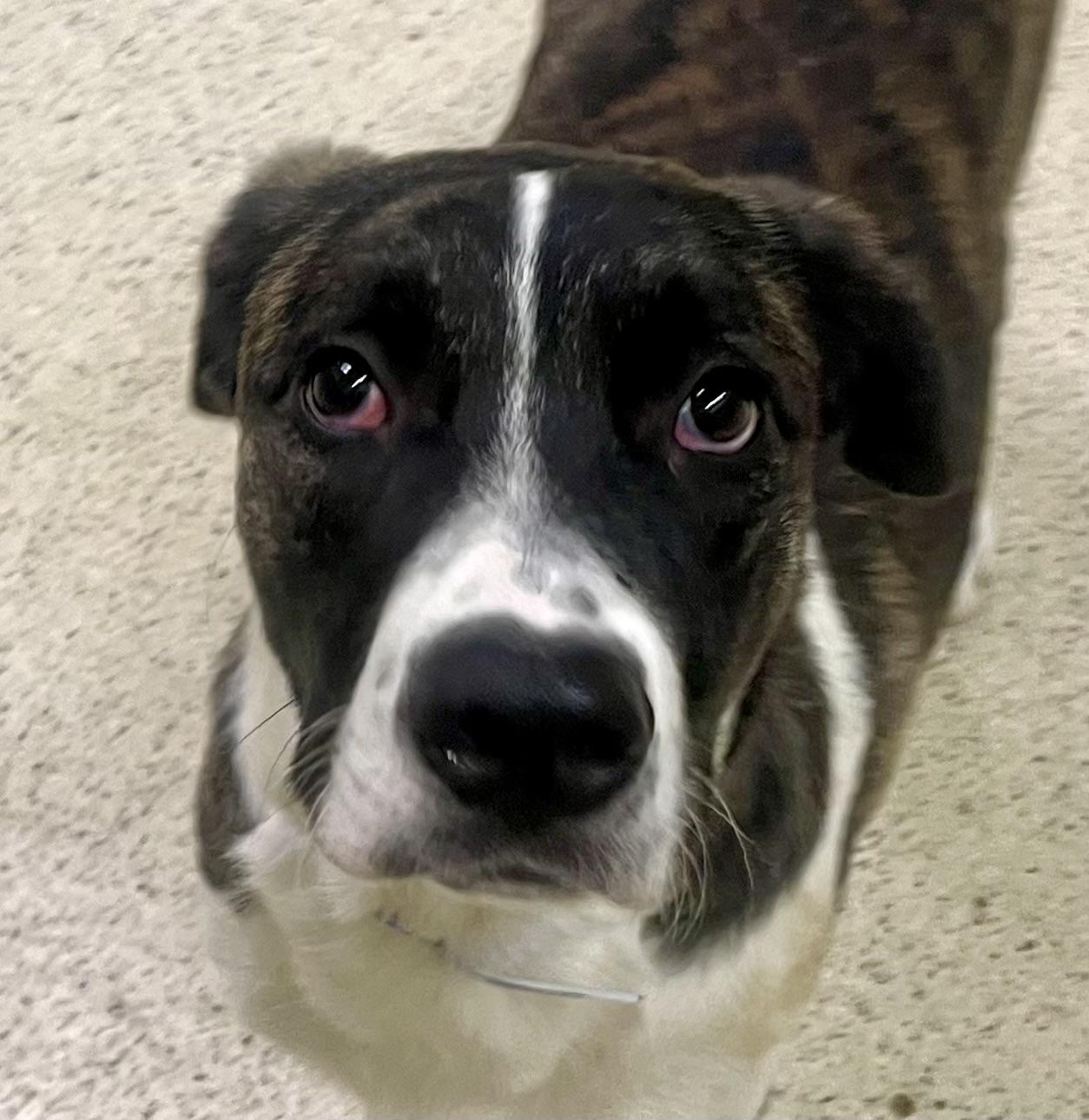 Enlarge Steven, a Adoptable mixed breed in Muncie, IN image 6/6