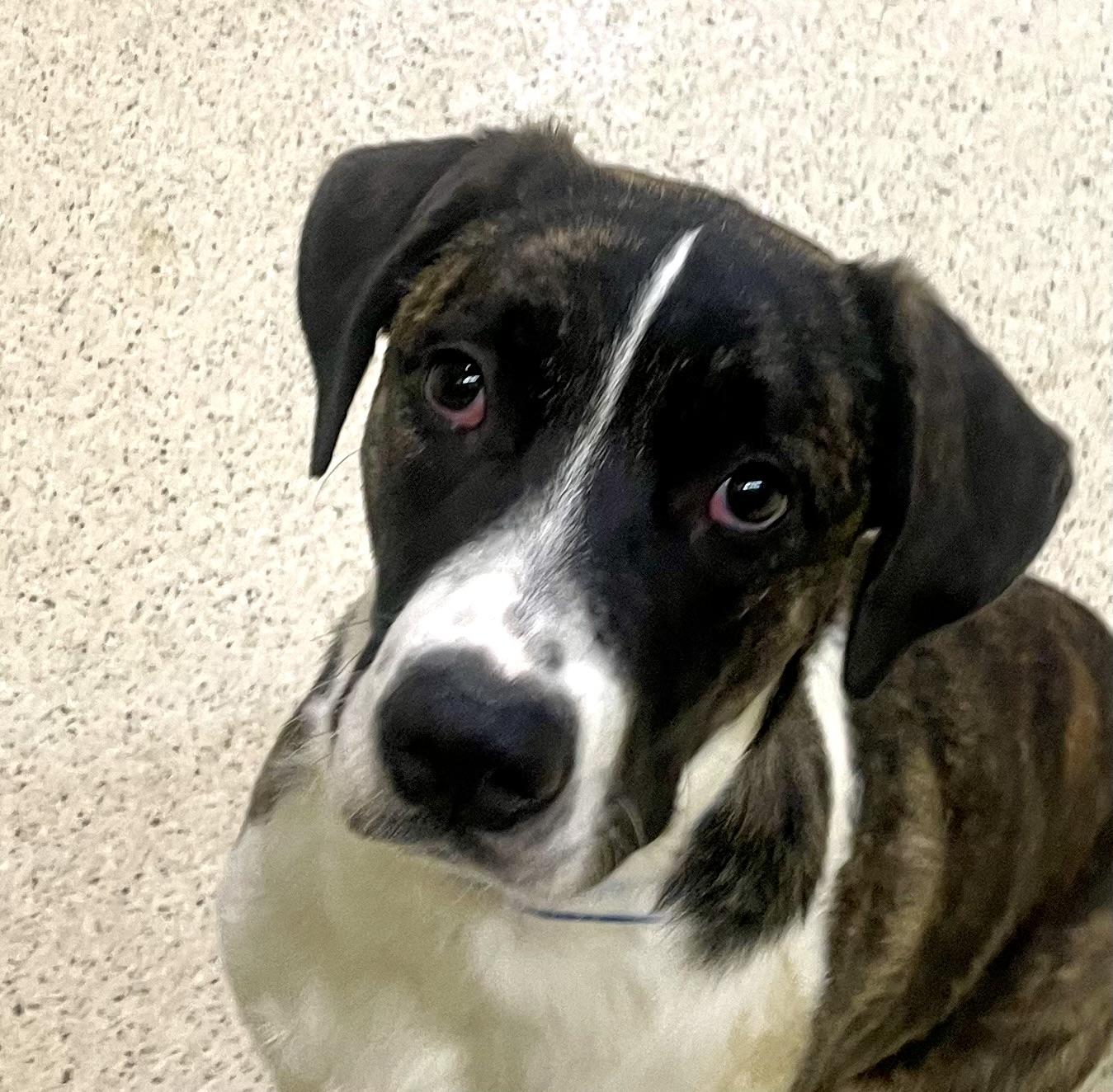 Enlarge Steven, a Adoptable mixed breed in Muncie, IN image 2/6