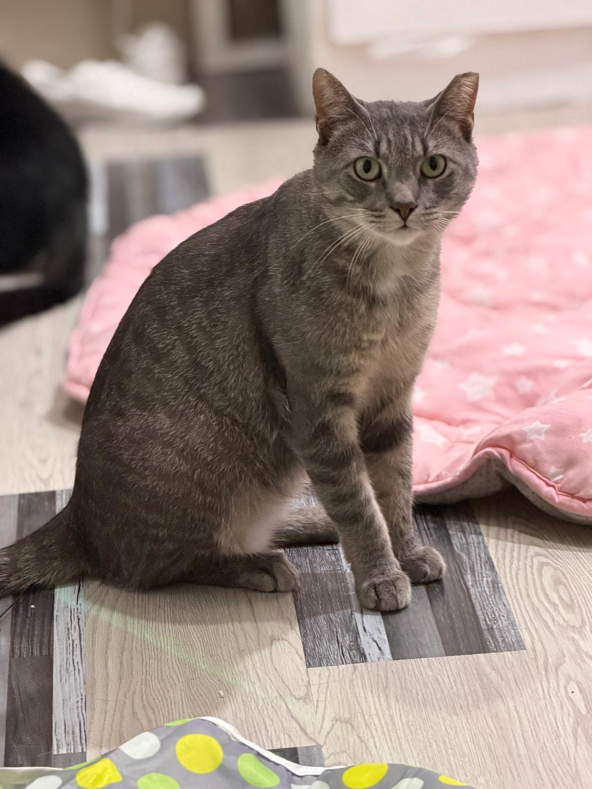 Enlarge Kostas, a Adoptable Domestic Short Hair in Sudbury, MA image 1/2