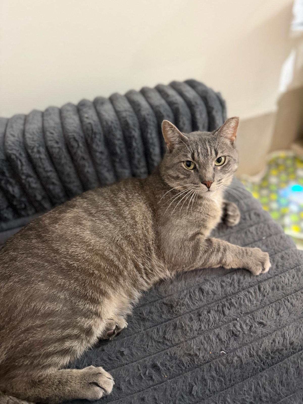 Enlarge Kostas, a Adoptable Domestic Short Hair in Sudbury, MA image 2/2