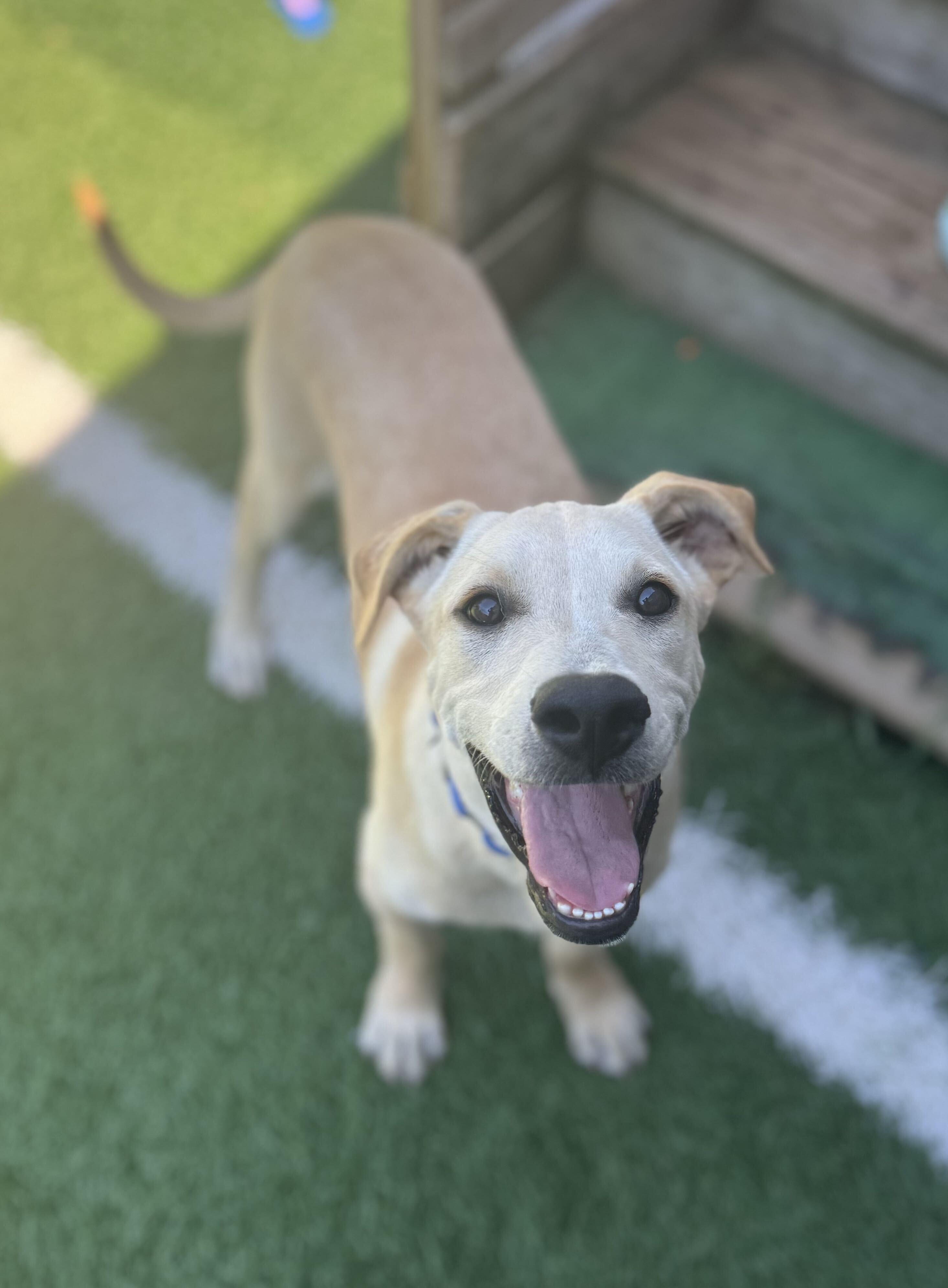 Ford HERE IN NH, ADOPTABLE, Puppy Male Mixed Breed.