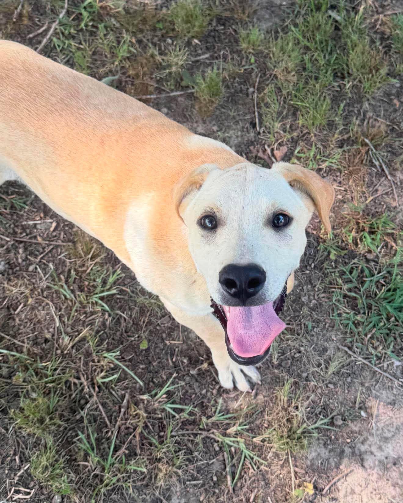 Ford HERE IN NH, a ADOPTABLE Mixed Breed in Northwood, NH image 5/6