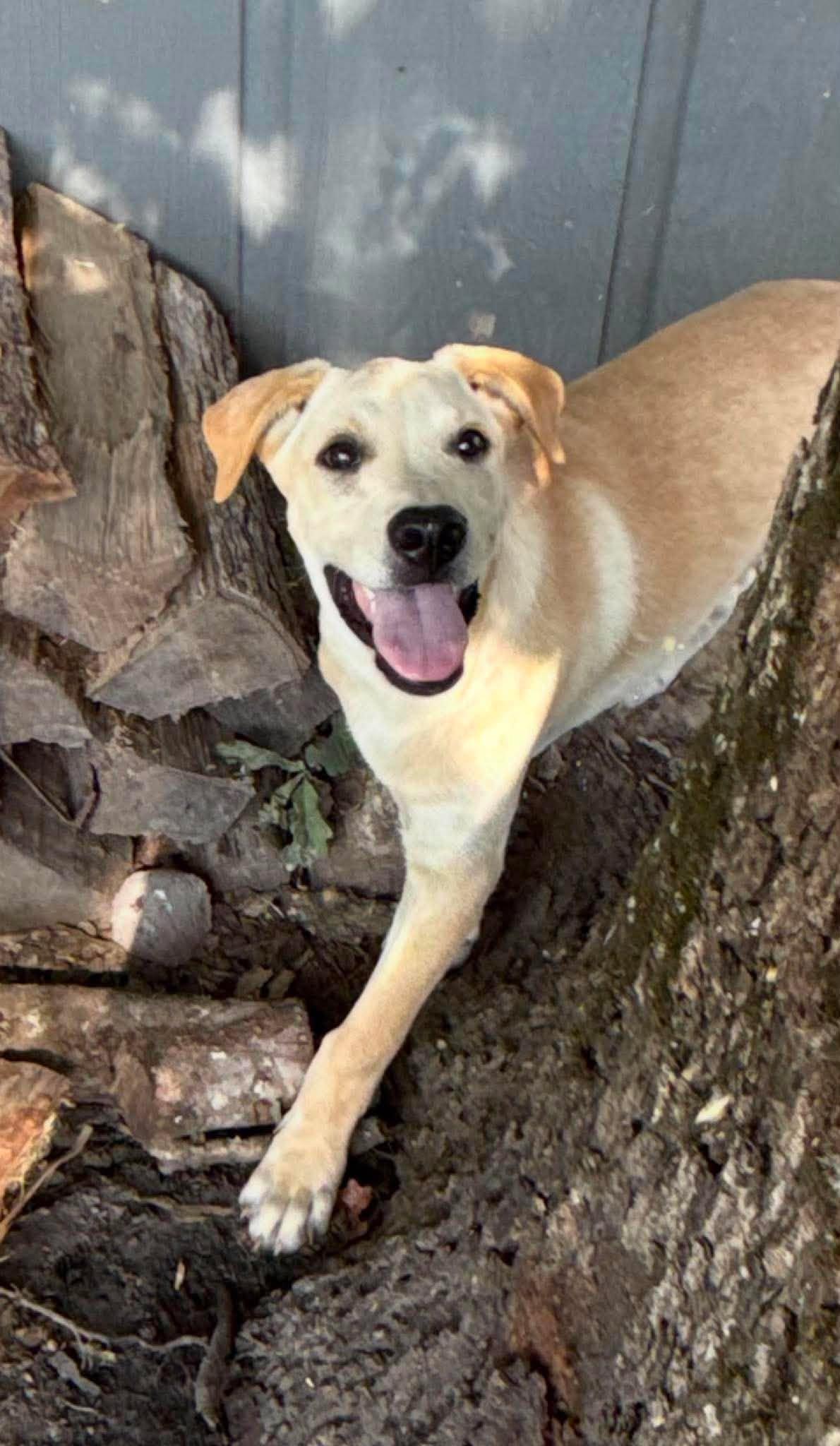 Ford HERE IN NH, a ADOPTABLE Mixed Breed in Northwood, NH image 4/6