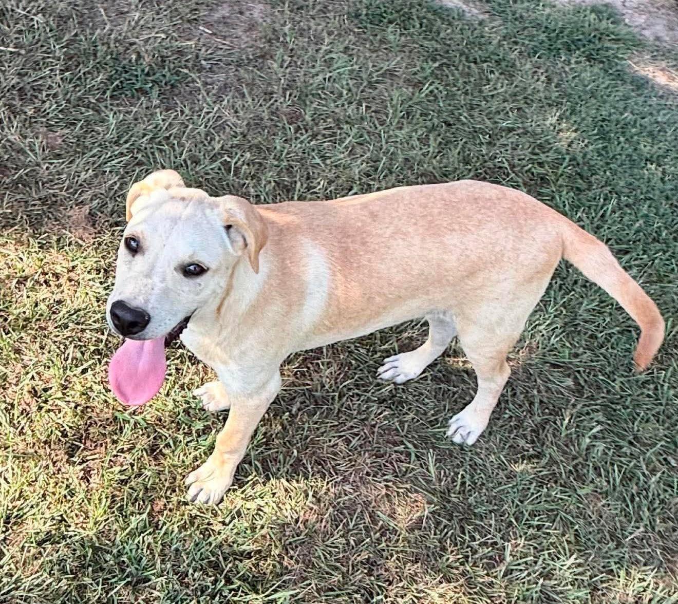 Ford HERE IN NH, a ADOPTABLE Mixed Breed in Northwood, NH image 3/6