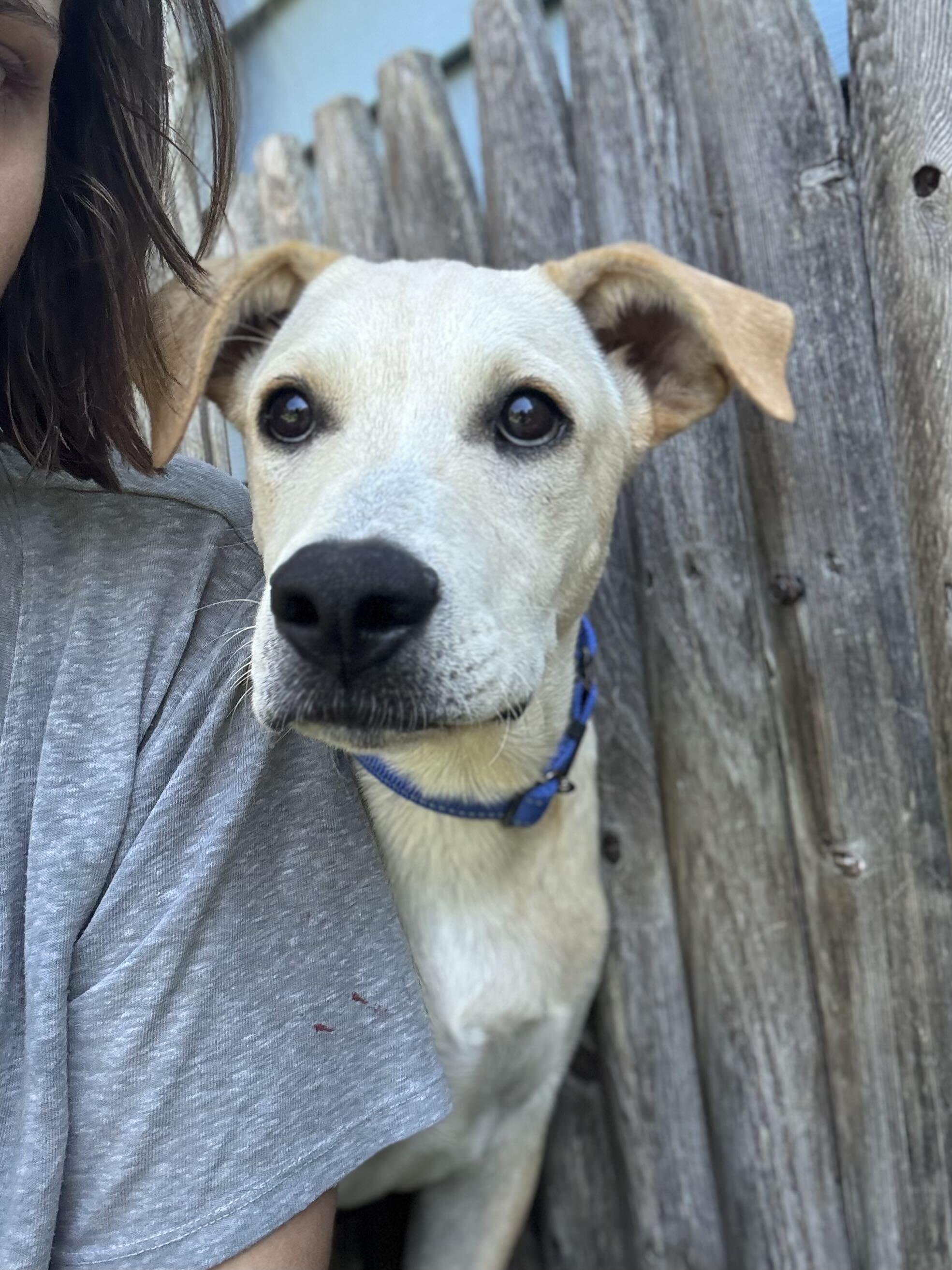 Ford HERE IN NH, a ADOPTABLE Mixed Breed in Northwood, NH image 6/6