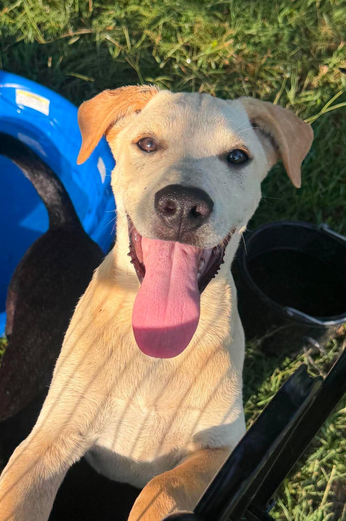 Ford HERE IN NH, a ADOPTABLE Mixed Breed in Northwood, NH image 2/6