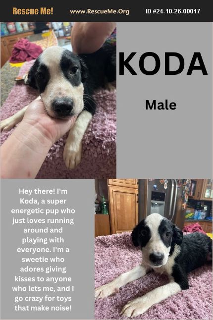 Enlarge Koda, a Adoptable mixed breed in White Plains, MD image 1/1