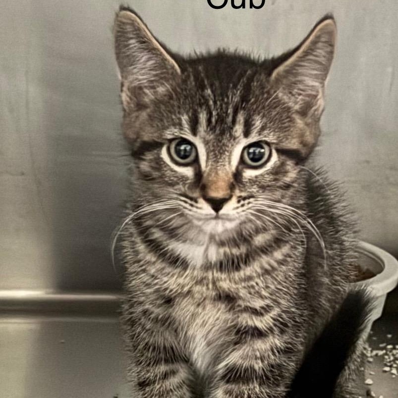 Cub, Adoptable, Kitten Male Domestic Short Hair.