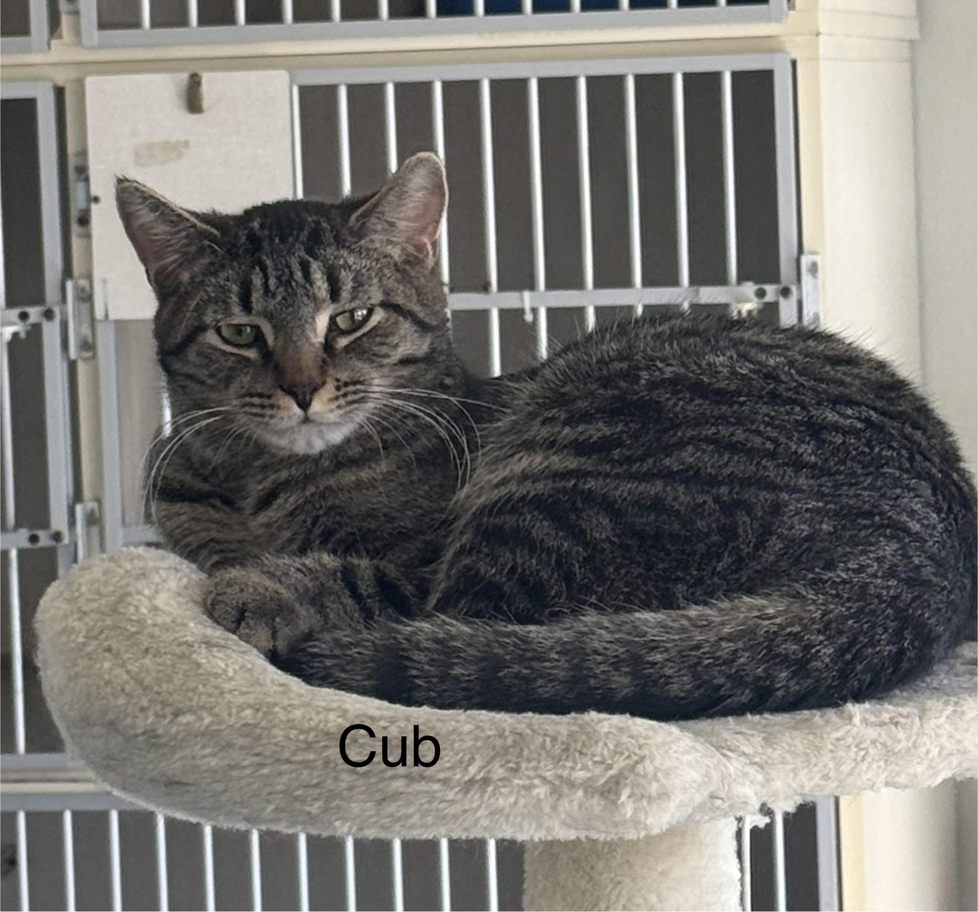Cub, Adoptable, Kitten Male Domestic Short Hair.