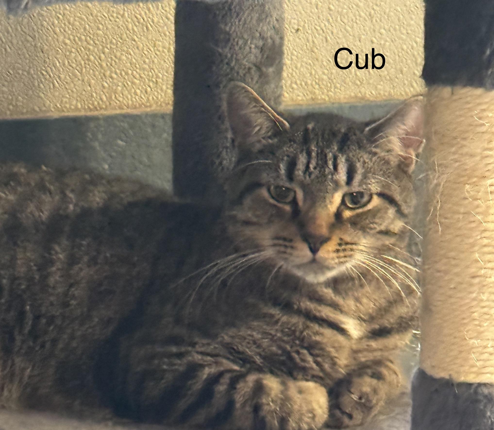 Cub, Adoptable, Adult Male Domestic Short Hair.