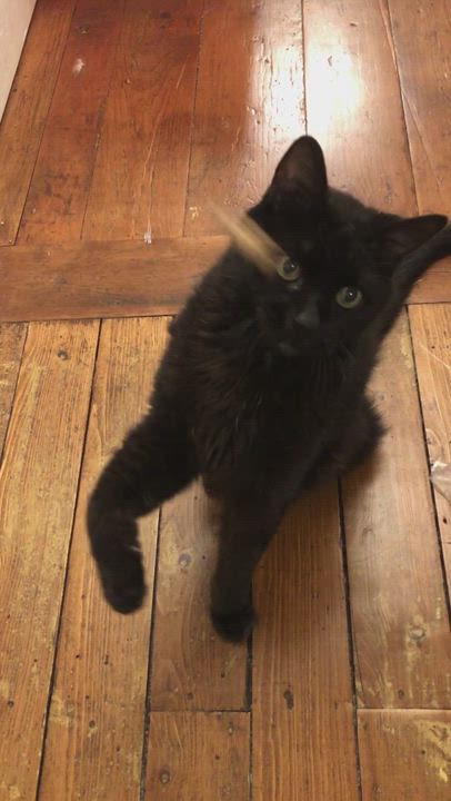 Enlarge Mischa, a Adopted Domestic Short Hair in Brantford, ON video 7/12