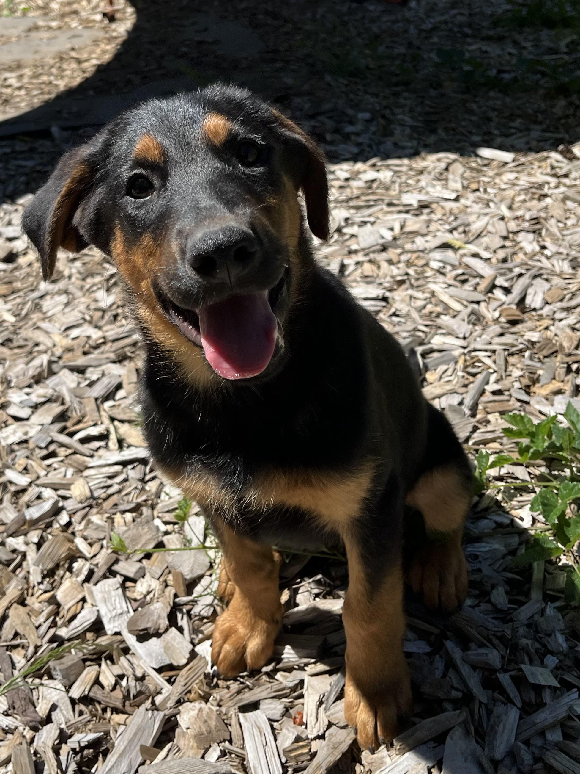 Enlarge Flint, an adopted mixed breed in Snoqualmie, WA image 3/5