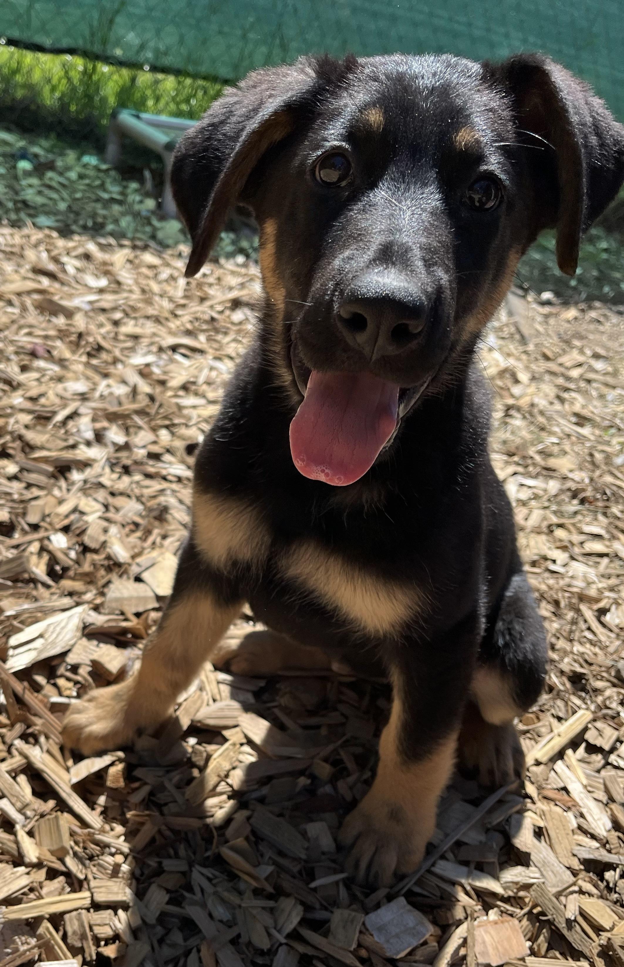 Enlarge Flint, an adopted mixed breed in Snoqualmie, WA image 2/5