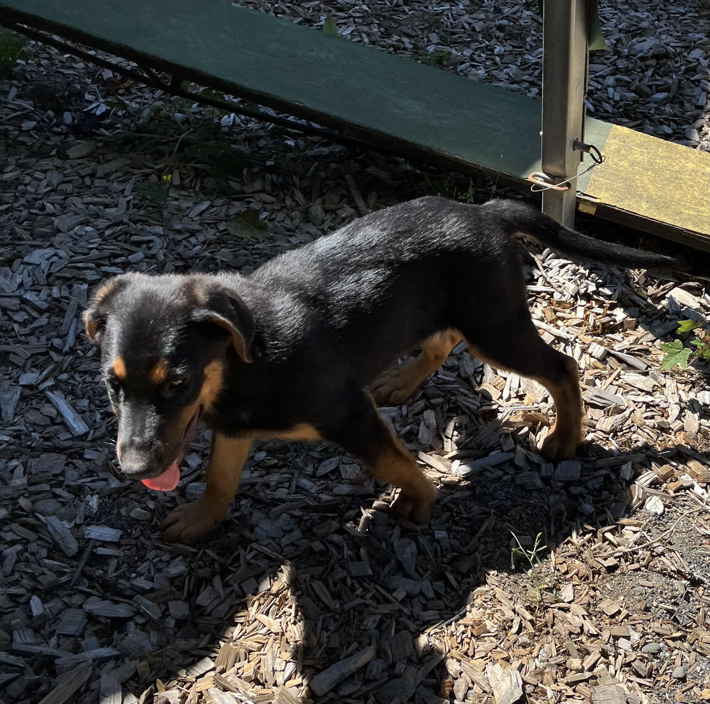 Enlarge Flint, an adopted mixed breed in Snoqualmie, WA image 5/5