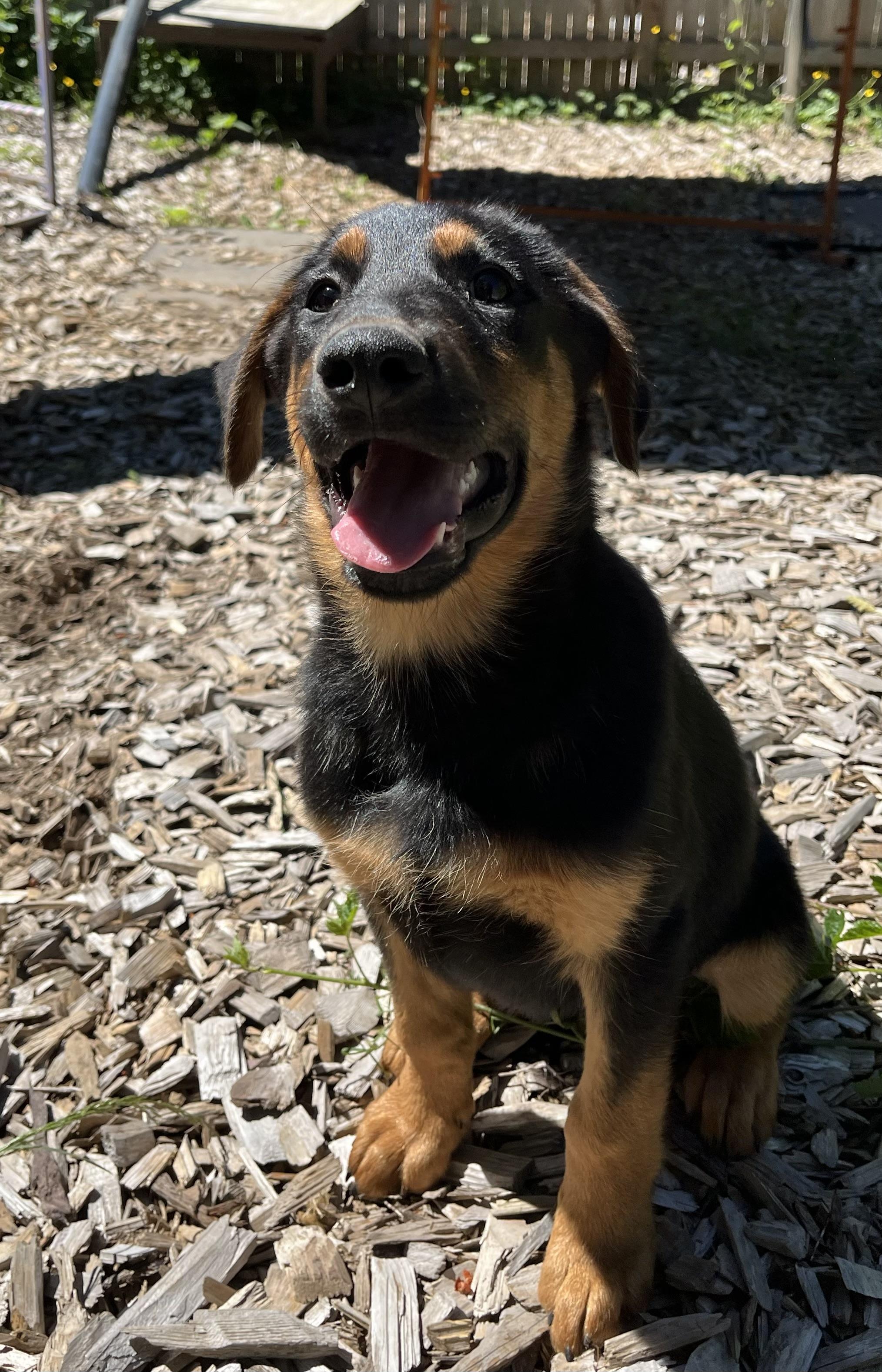Enlarge Flint, an adopted mixed breed in Snoqualmie, WA image 4/5