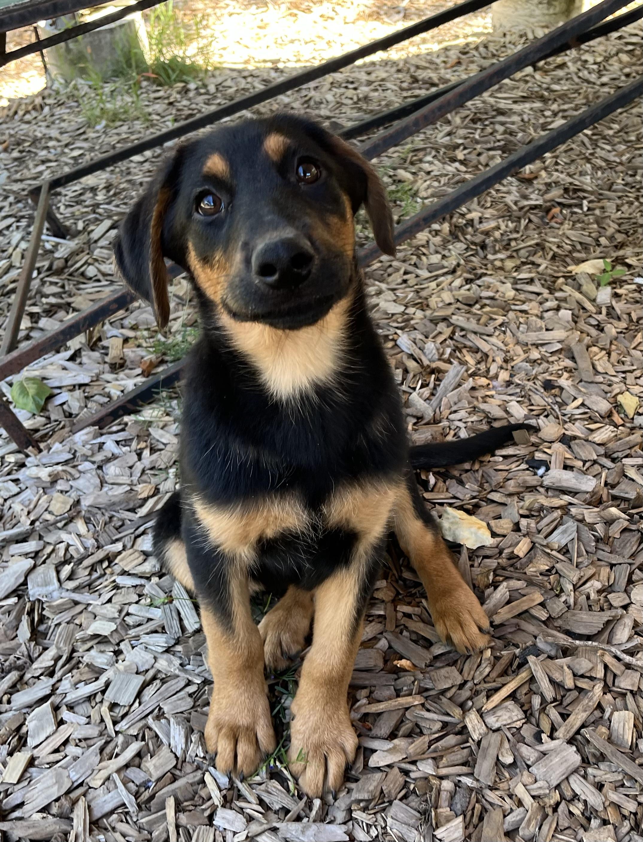 Enlarge Flint, an adopted mixed breed in Snoqualmie, WA image 1/5