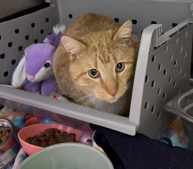 BOBBY, Adoptable, Young Male Domestic Short Hair.