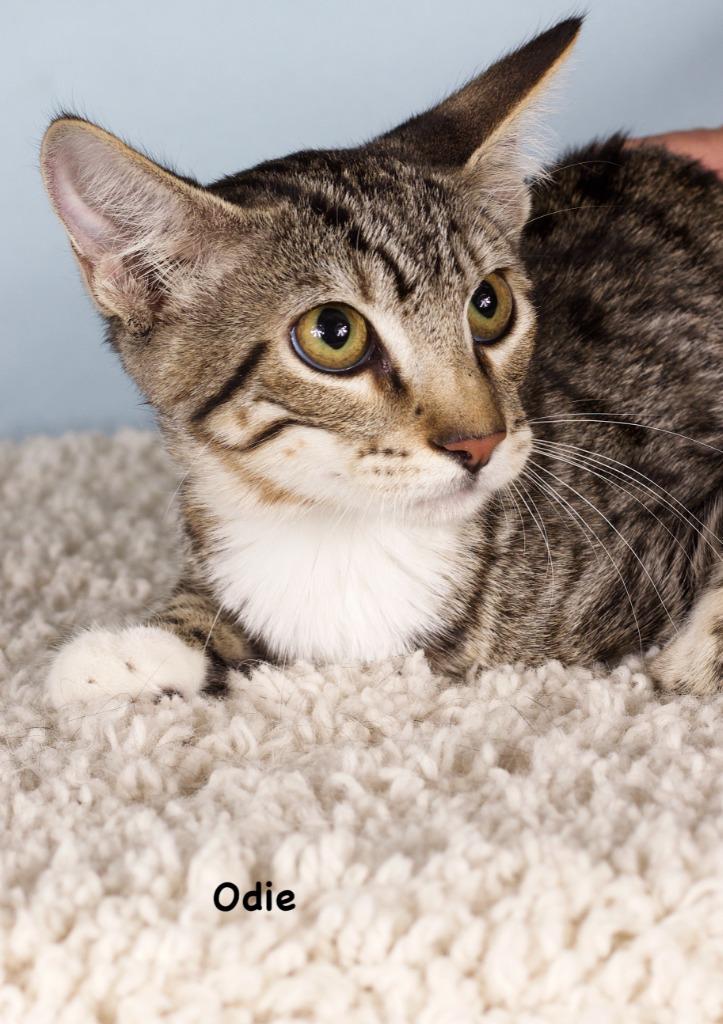 Enlarge Odie, a Adoptable mixed breed in Gilbert, AZ image 1/1