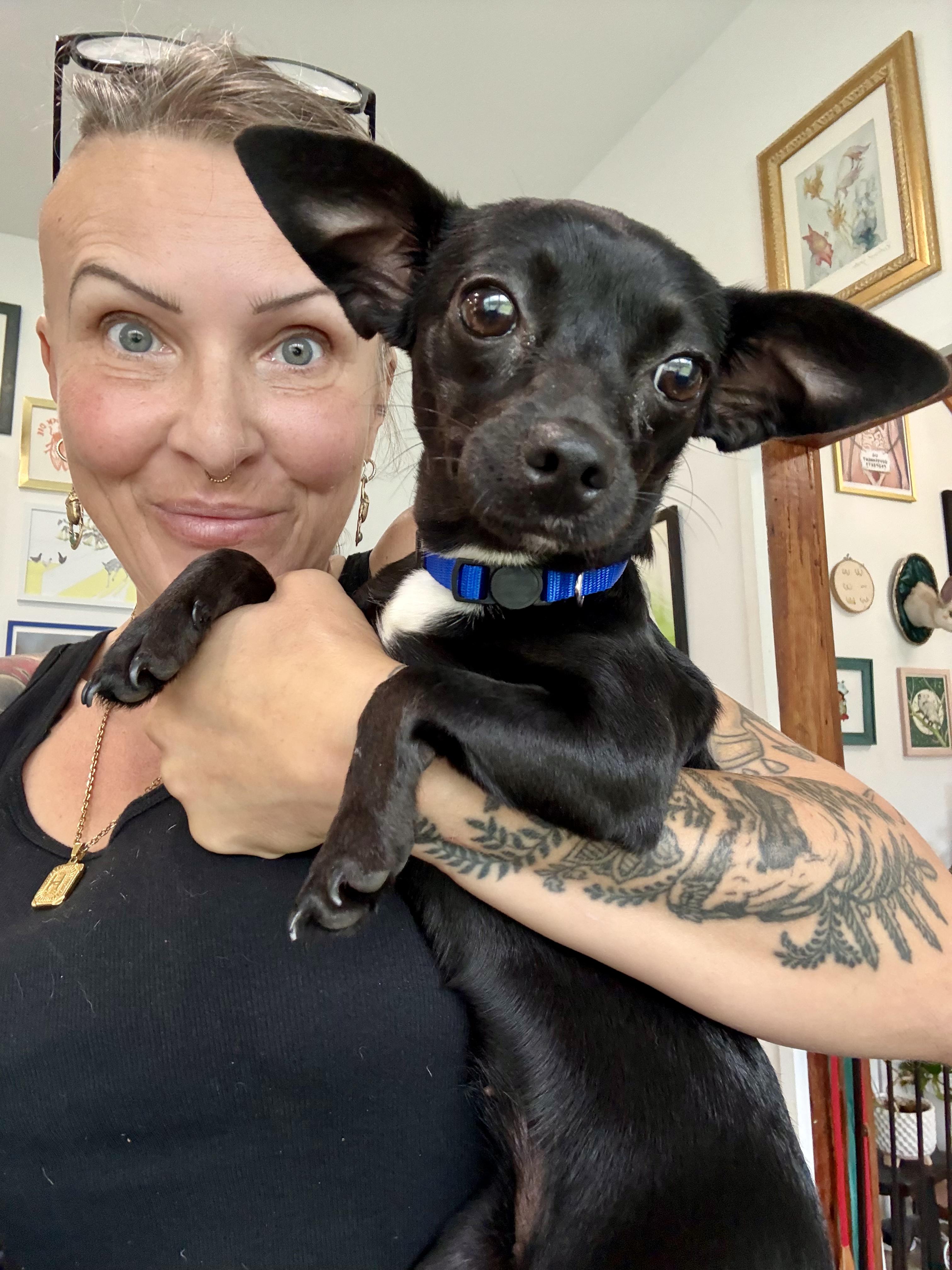 Enlarge Goya, an adopted Chihuahua in New Orleans, LA image 1/1