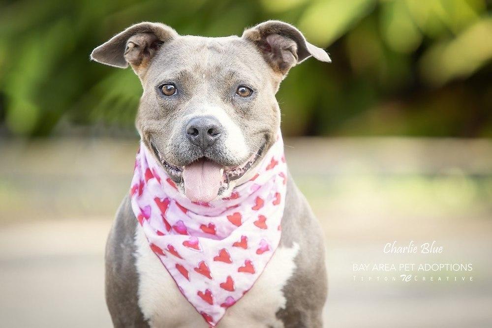 Charlie Blue, Adoptable, Adult Female Pit Bull Terrier.