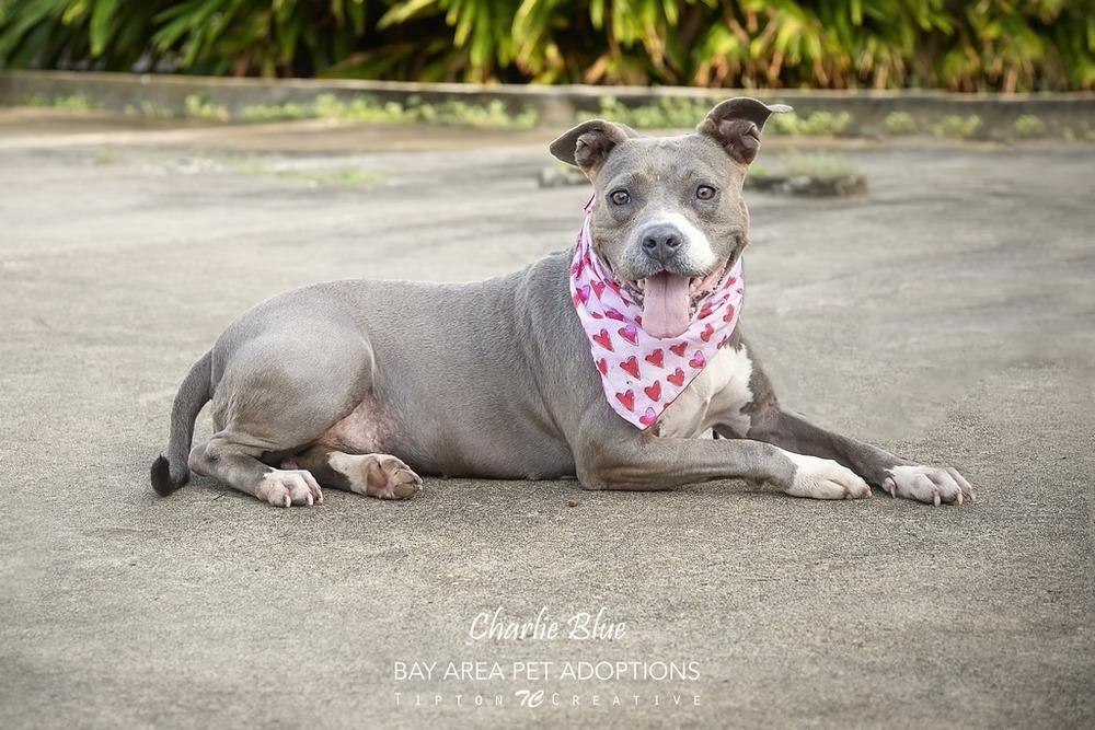 Enlarge Charlie Blue, a Adoptable mixed breed in San Leon, TX image 2/6
