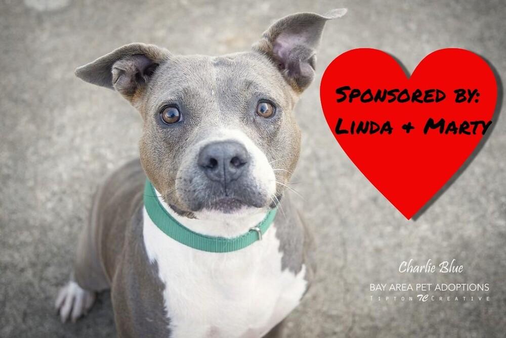 Charlie Blue, Adoptable, Adult Female Pit Bull Terrier.