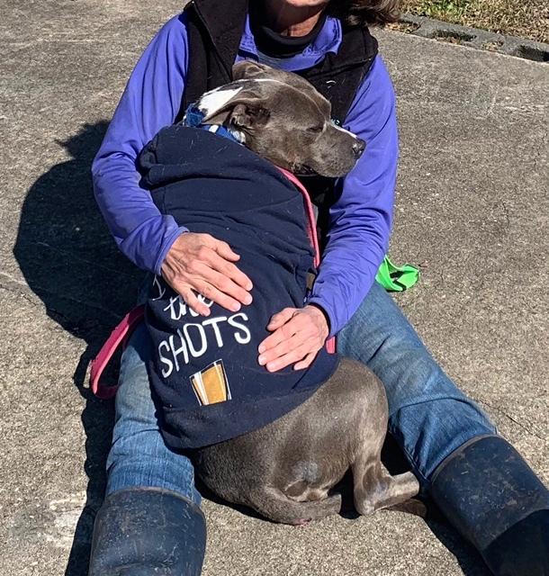 Enlarge Charlie Blue, a Adoptable mixed breed in San Leon, TX image 5/6