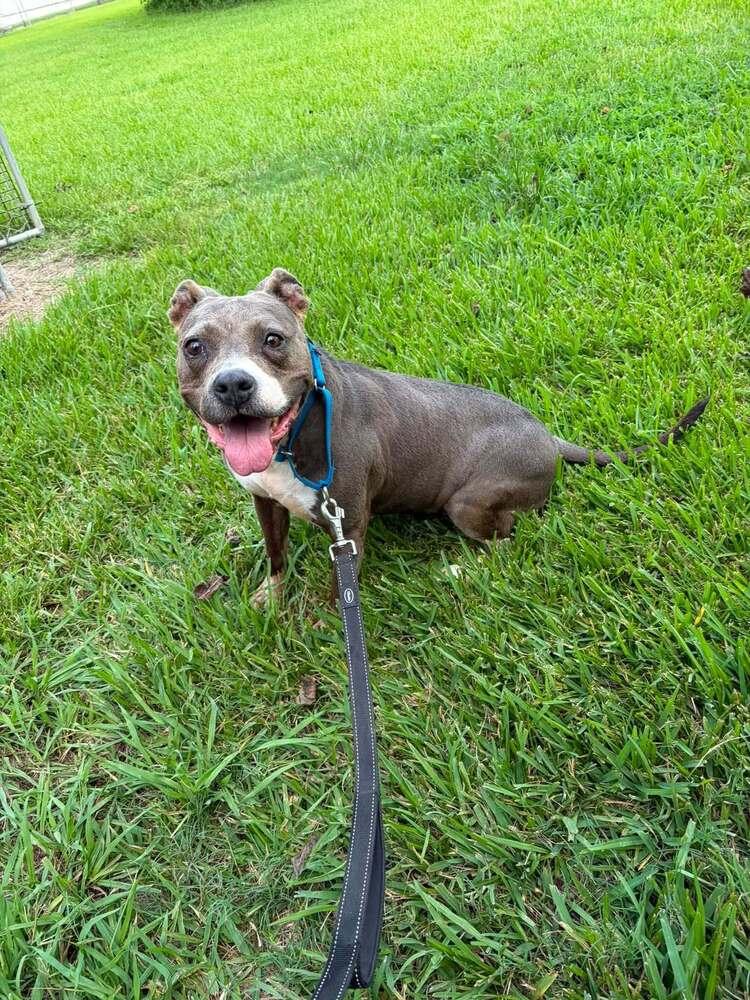 Charlie Blue, a Adoptable mixed breed in San Leon, TX image 5/6