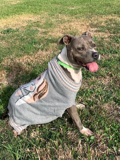 Enlarge Charlie Blue, a Adoptable mixed breed in San Leon, TX image 6/6