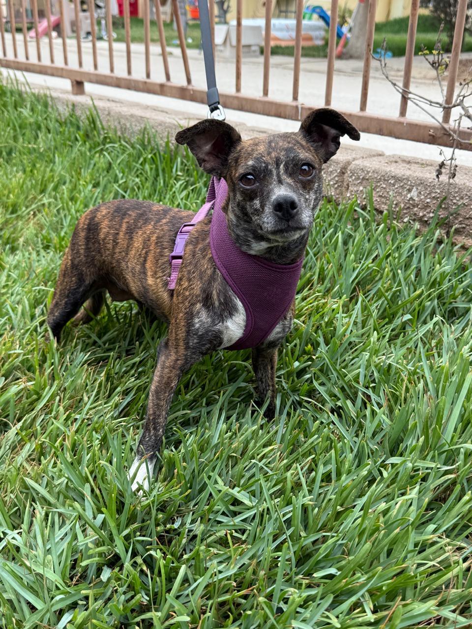 Camila, a Adoptable mixed breed in San Diego, CA image 1/5